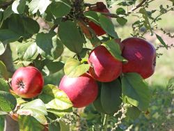 Herbstapfel `Kardinal Bea`, Stamm 40-60 cm, 120-160 cm, Malus `Kardinal Bea`