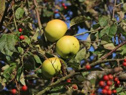 Winterapfel 'Landsberger Renette' - Malus 'Landsberger Renette'