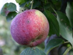 Herbstapfel `Lobo`, Stamm 40-60 cm, 120-160 cm, Malus `Lobo`, Wurzelware