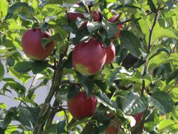 Herbstapfel `Mc.Intosh Rogers`, Stamm 40-60 cm, 120-160 cm, Wurzelware