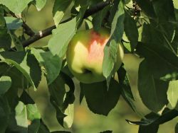 Sommerapfel `Melba`, Stamm 40-60 cm, 120-160 cm, Malus `Melba`, Wurzelware