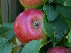 Herbstapfel `Prinz Albrecht von Preu�en`, Stamm 40-60 cm, 120-160 cm