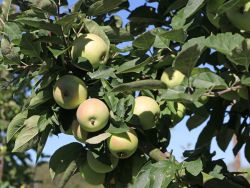 Winterapfel `Rheinischer Bohnapfel`, Stamm 40-60 cm, 120-160 cm, Containerware