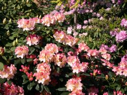 Rhododendron `Percy Wiseman`, 30-40 cm, Containerware
