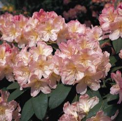 Rhododendron `Percy Wiseman`