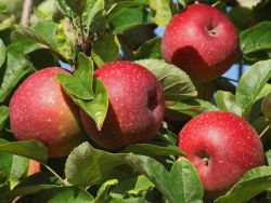 Winterapfel `Roter Boskoop`, Stamm 40-60 cm, 120-160 cm, Malus `Roter Boskoop`