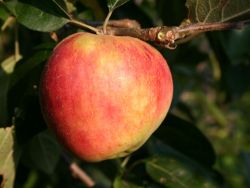 Roter Gravensteiner Rosenapfel hier bestellbar Foto Horstmann