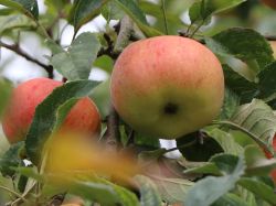 Winterapfel `Stina Lohmann`, Stamm 40-60 cm, 120-160 cm, Malus `Stina Lohmann`