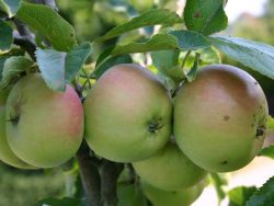 Winterapfel `Auralia`, `Tumanga`, Stamm 40-60 cm, 120-160 cm, Containerware