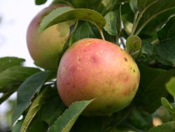 Winterapfel `Winterbananenapfel`, Stamm 40-60 cm, 120-160 cm, Wurzelware