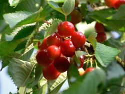 S��kirsche 'Fr�he Rote Meckenheimer' - Prunus 'Fr�he Rote Meckenheimer'