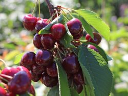 Süßkirsche `Maibigarreau`, Prunus `Maibigarreau` Süßkirsche `Maibigarreau`, Prunus `Maibigarreau`