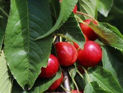 Zwerg-Süßkirsche 'Stella Compact' ® - Prunus avium 'Stella Compact' ® Zwerg-Süßkirsche 'Stella Compact' ® - Prunus avium 'Stella Compact' ®