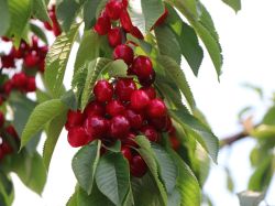 S��kirsche `Valeska`, Stamm 40-60 cm, 120-160 cm, Prunus `Valeska`