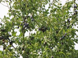 Baumschule Horstmann: Zwetsche Hauszwetsche, Stamm 40-60 cm, Prunus Hauszwetsche, Containerware