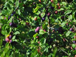 Wangenheimer Fr�hzwetsche