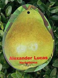 Herbstbirne / Winterbirne `Alexander Lucas` Herbstbirne / Winterbirne `Alexander Lucas`