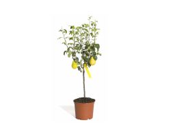 Zwerg-Birne `Condo` ®, Pyrus comunis `Condo` ® Zwerg-Birne `Condo` ®, Pyrus comunis `Condo` ®