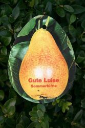 Sommerbirne `Gute Luise`