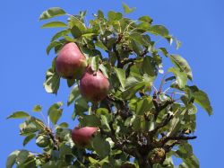 Sommerbirne 'Rote Williams Christ' - Pyrus 'Rote Williams Christ'