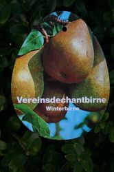 Winterbirne `Vereins Dechantsbirne`