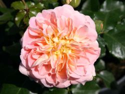 Historische Rose `Buff Beauty`, Rosa `Buff Beauty`, Containerware