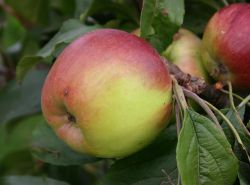 Winterapfel `�hringer Blutstreifling`, Stamm 40-60 cm, 120-160 cm, Wurzelware