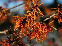 Zaubernuss 'Aphrodite' - Hamamelis intermedia 'Aphrodite'