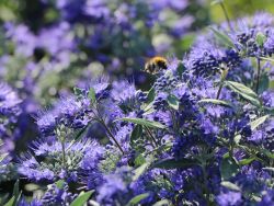 Baumschule Horstmann: Bartblume Heavenly Blue, 30-40 cm, Caryopteris clandonensis Heavenly Blue