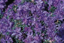 Rhododendron `complexum`, Rhododendron complexum