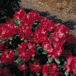 Rhododendron `Fr�hlingsgl�hen` �, 50-60 cm, Containerware