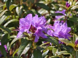 Rhododendron `Statuette`, Rhododendron augustinii `Statuette` Rhododendron `Statuette`, Rhododendron augustinii `Statuette`