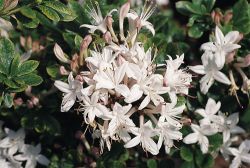 Rhododendron Sommerduft Foto Horstmann