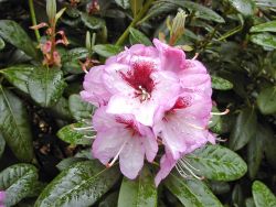 Rhododendron Hybride `Cassata`, 40-50 cm, Containerware