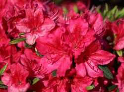 Japanische Azalee `Hahn`s Red`, Rhododendron obtusum `Hahn`s Red` Japanische Azalee `Hahn`s Red`, Rhododendron obtusum `Hahn`s Red`