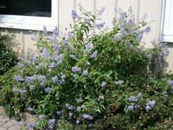 Blaue S�ckelblume  'Glorie de Versailles' - Ceanothus delilianus 'Glorie de Versailles'
