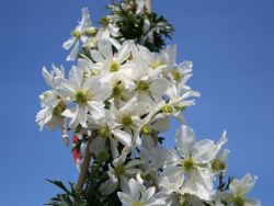 Clematis 'Early Sensation' - Clematis 'Early Sensation'
