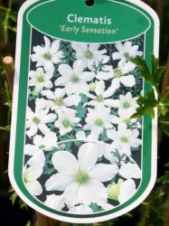 Clematis Early Sensation Foto Horstmann