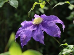 Clematis 'Frau Mikiko' - Clematis 'Frau Mikiko'