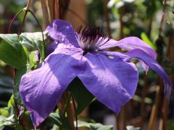 Clematis `Edo Murasaki`, 60-100 cm, Clematis `Edo Murasaki`, Containerware Clematis `Edo Murasaki`, 60-100 cm, Clematis `Edo Murasaki`, Containerware