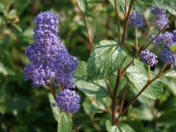 Säckelblume `Topaze`, 40-60 cm, Ceanothus delilianus `Topaze`, Containerware