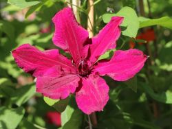 Clematis `Rüütel`, 60-100 cm, Clematis `Rüütel`, Containerware