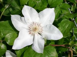 Clematis `Valge Daam`, 60-100 cm, Clematis `Valge Daam`, Containerware Clematis `Valge Daam`, 60-100 cm, Clematis `Valge Daam`, Containerware