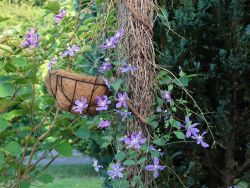 Clematis blau