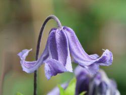 Clematis 'Blue Boy' - Clematis integrifolia 'Blue Boy'