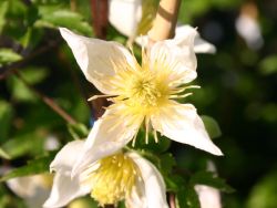 Clematis `Anita`, 60-100 cm, Clematis tangutica `Anita`, Containerware