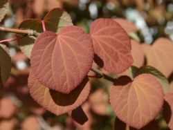 Katsurabaum / Kuchenbaum, 125-150 cm, Cercidiphyllum japonicum, Containerware