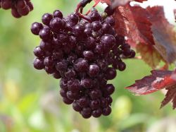 Rotbl�ttrige Weinrebe, 60-100 cm, Vitis vinifera 'Purpurea', Containerware