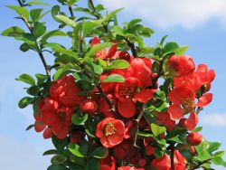 Zierquitte 'Andenken an Carl Ramcke' - Chaenomeles 'Andenken an Carl Ramcke'