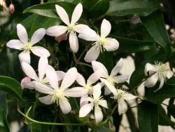 Clematis Appleblossom Foto Horstmann